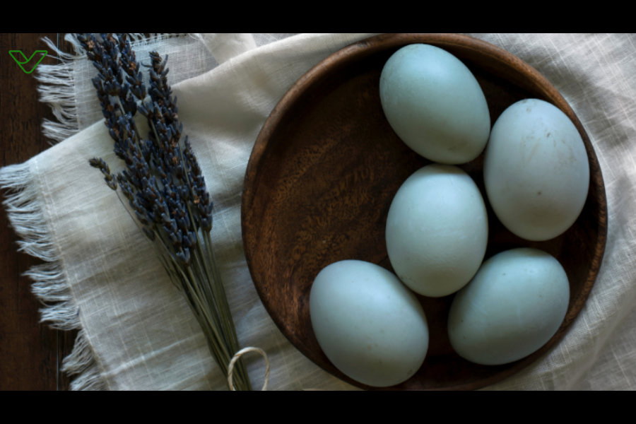 heirloom blue eggs 12524