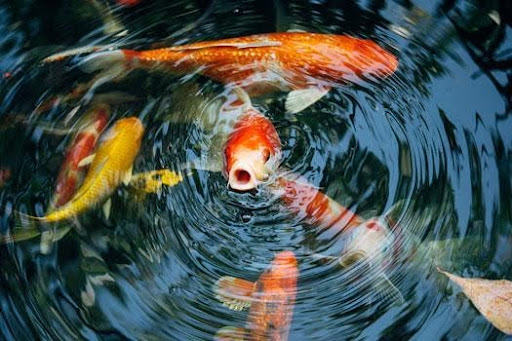 Koi Fish